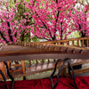 Chinese Music Studio Recital