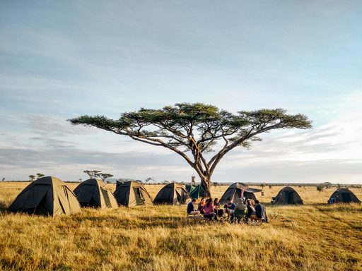 Fields of Tanzania