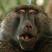 A Baboon in Wolkite, Ethiopia