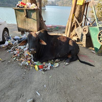 A cow sitting on the ground in a pile of trash in front of a lake