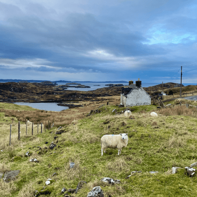 Sheep in a Scottish field