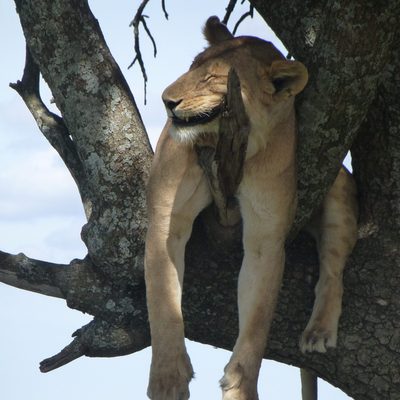 A lioness sleeping in a tree