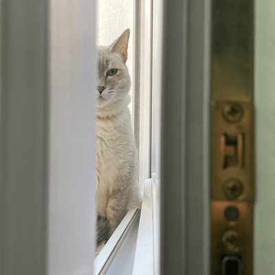 A grey cat staring at the viewer from a window ledge