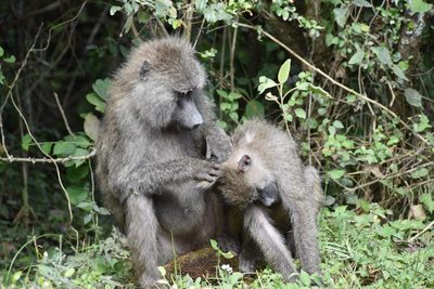 safari in Tanzania
