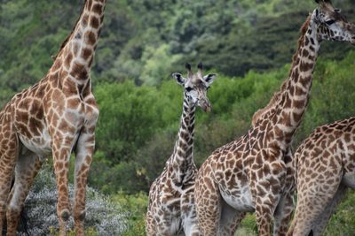 safari in Tanzania