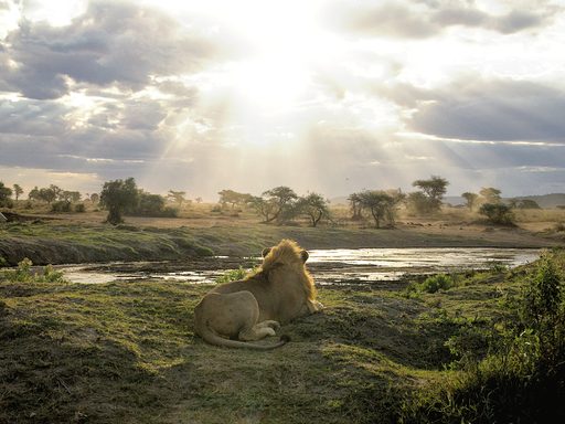 A lion overlooking a savannah