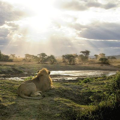 A lion overlooking a savannah