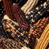 The Socioecological Life of Corn in Oaxaca, Mexico Info Session