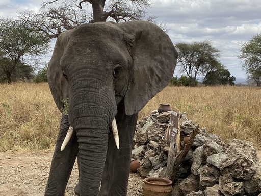 Elephant in Tanzania