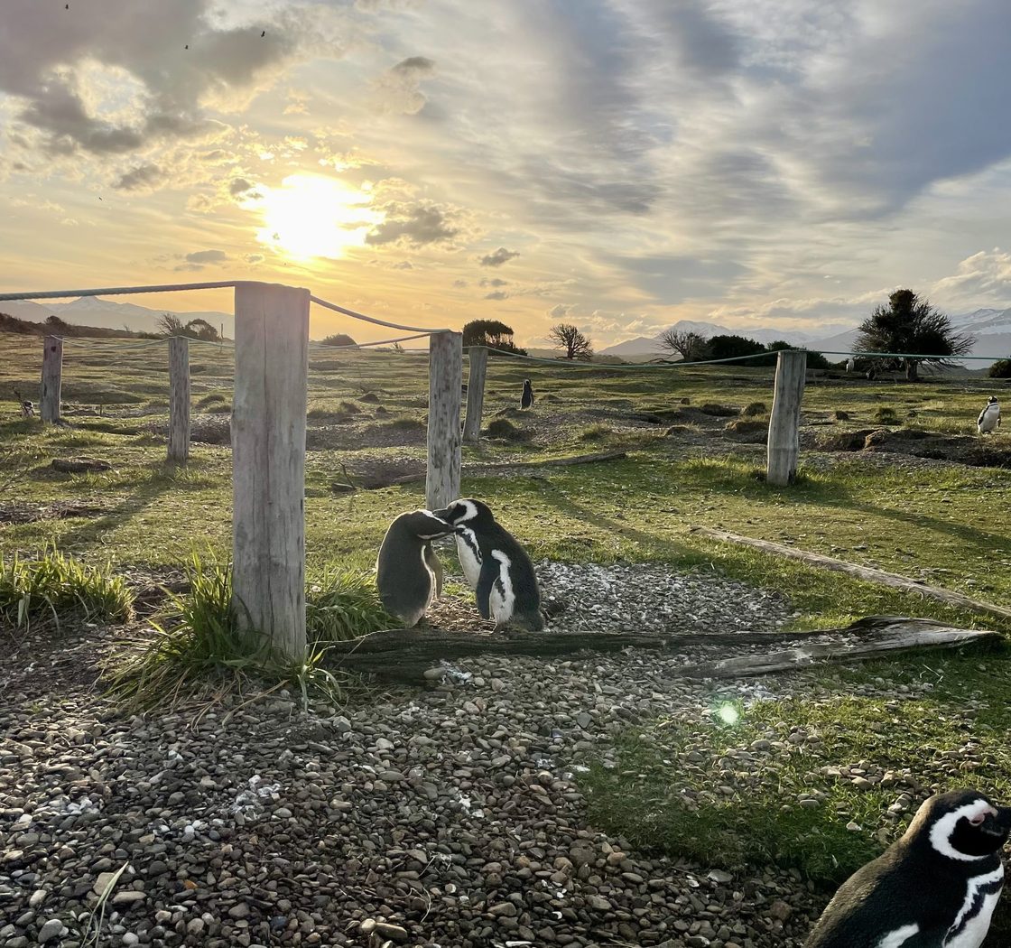 Golden Hour Companions