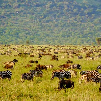 Flora and Fauna of the World winner 2025