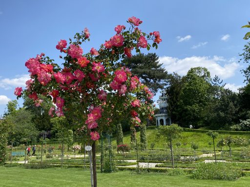 Rose Garden Bagatelle Park Paris