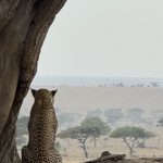 Big wild cat sits in a tree in a savannah in Tanzania.