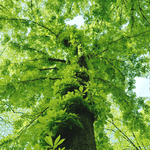 view from the bottom of a tree with bright green leaves spiraling up the trunk