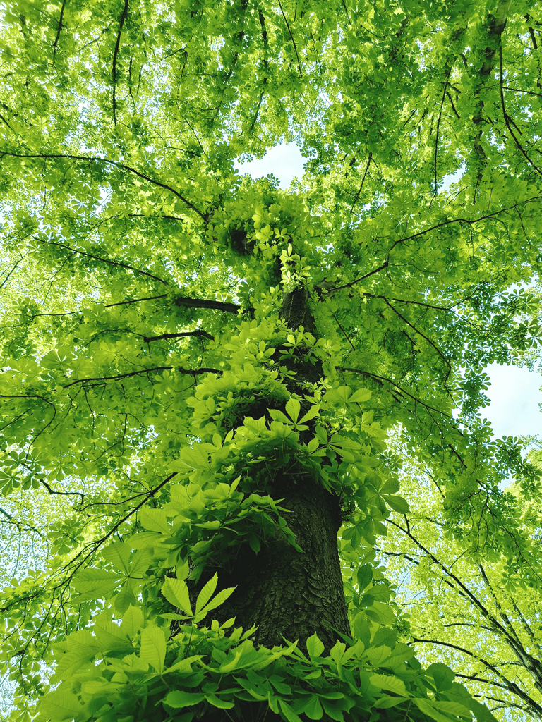 view from the bottom of a tree with bright green leaves spiraling up the trunk