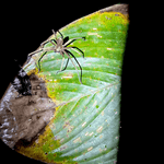 spider on a leaf