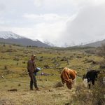 Man on his farm standing next to cows