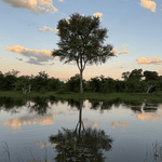 the reflection of a lone leadwood tree on the opposite bank, standing tall amid shorter mopanes and rain trees