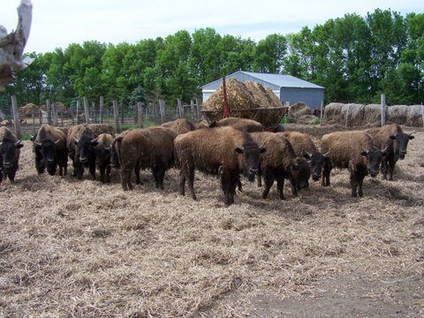 Big Woods Bison Farm