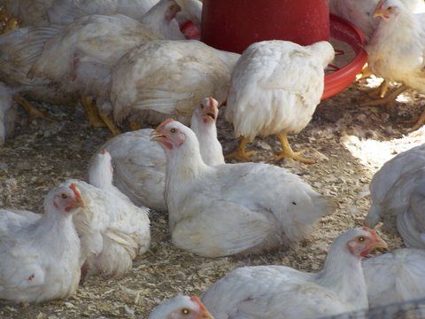 Callister Chicken Farm