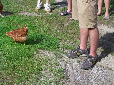Callister Chicken Farm