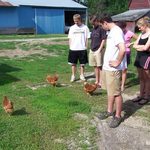 Callister Chicken Farm