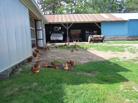 Callister Chicken Farm