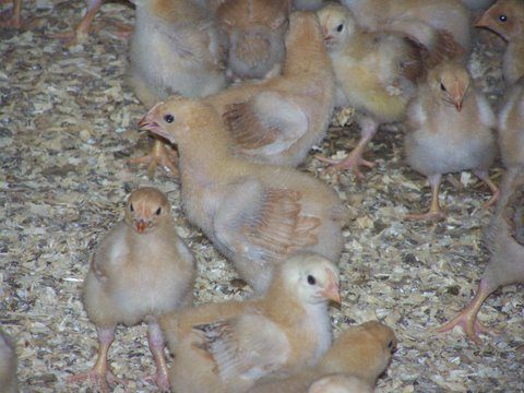 Callister Chicken Farm