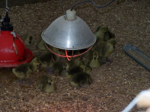 Callister Chicken Farm