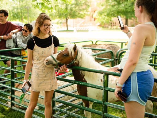 students gather outside to pet animals