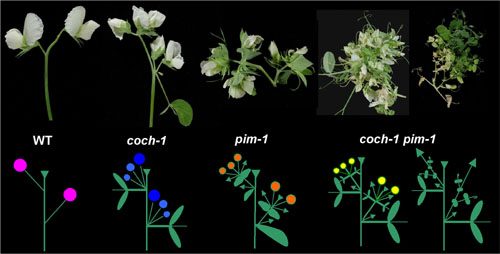 Pea plants and their branching patterns