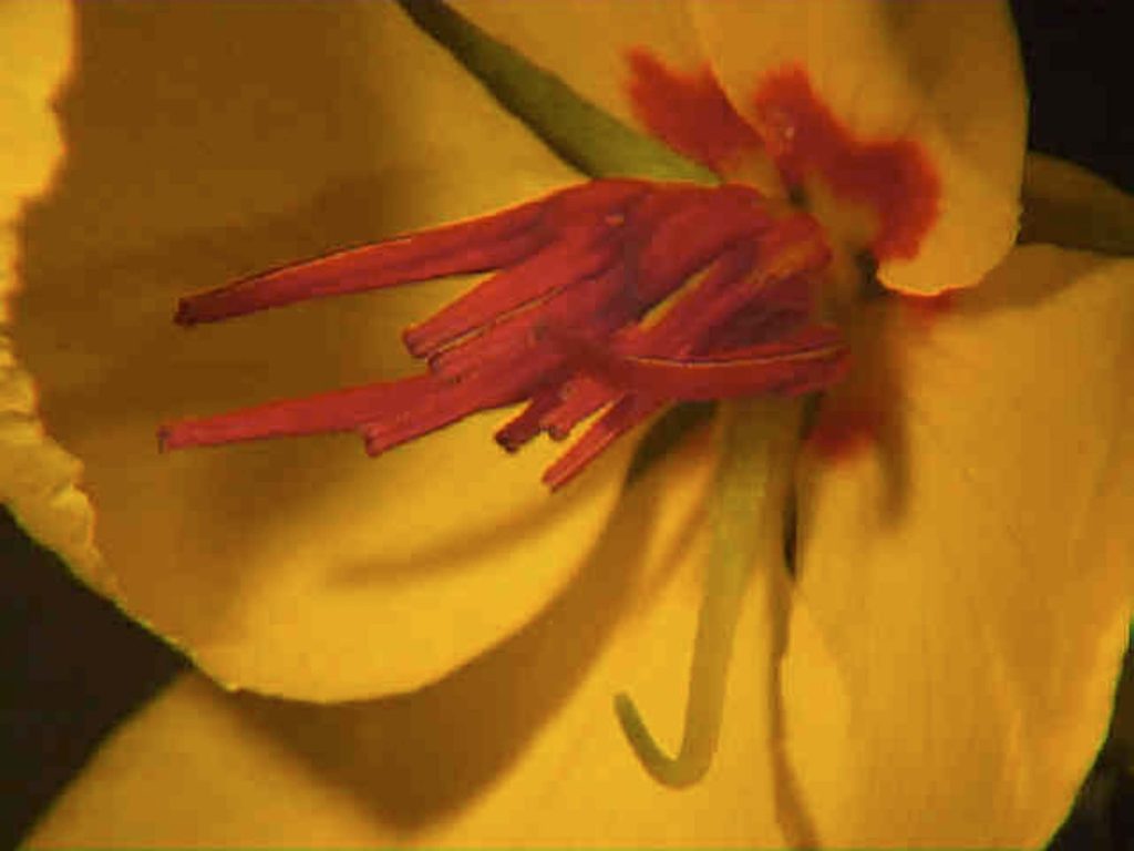 Close up of a Chamaecrista flower