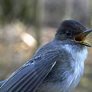 Eastern Phoebes arrive in late March