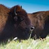 Seminar at Northfield Public Library: Bison Reintroduction in Minnesota