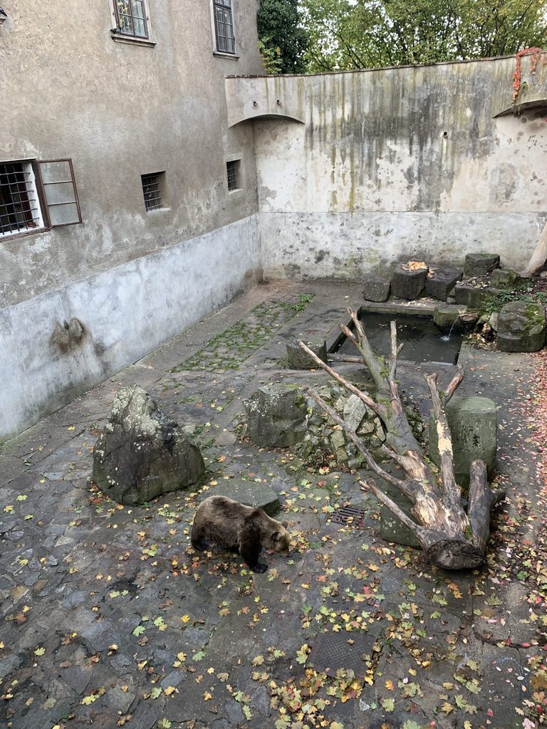 There was a real bear in the "bear moat"