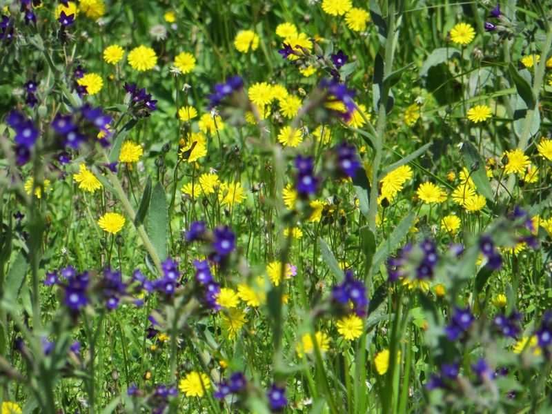 Forum Flowers