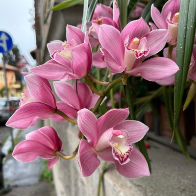 Orchids in Trastevere