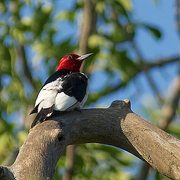 Birds in the Arb