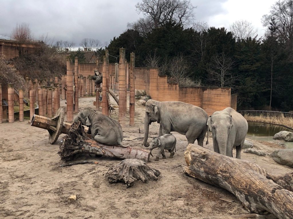elephants in the copenhagen zoo