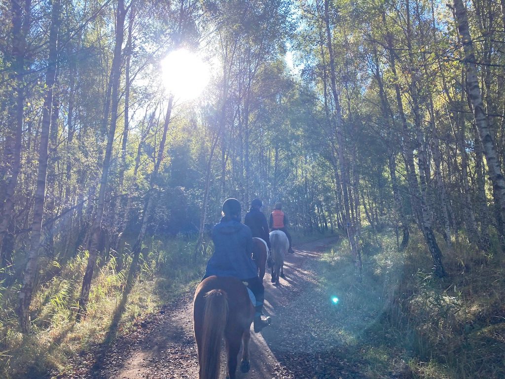 sunny horse back ride