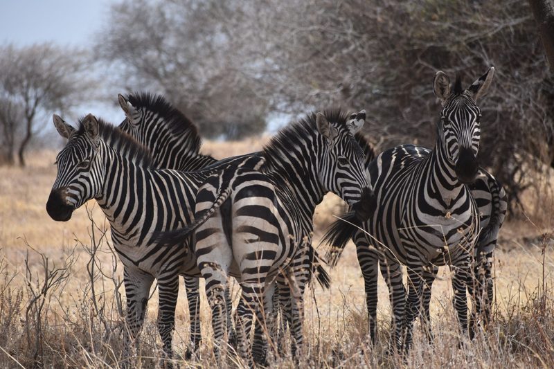 zebras in tanzania
