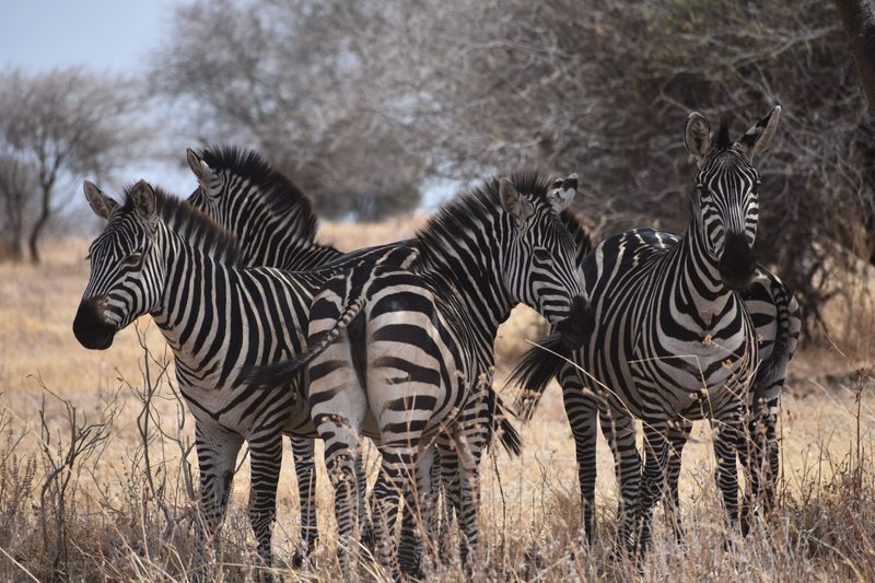zebras in tanzania