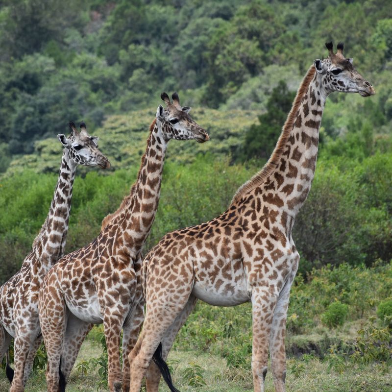 giraffes in Tanzania