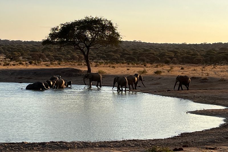 lake with elephants