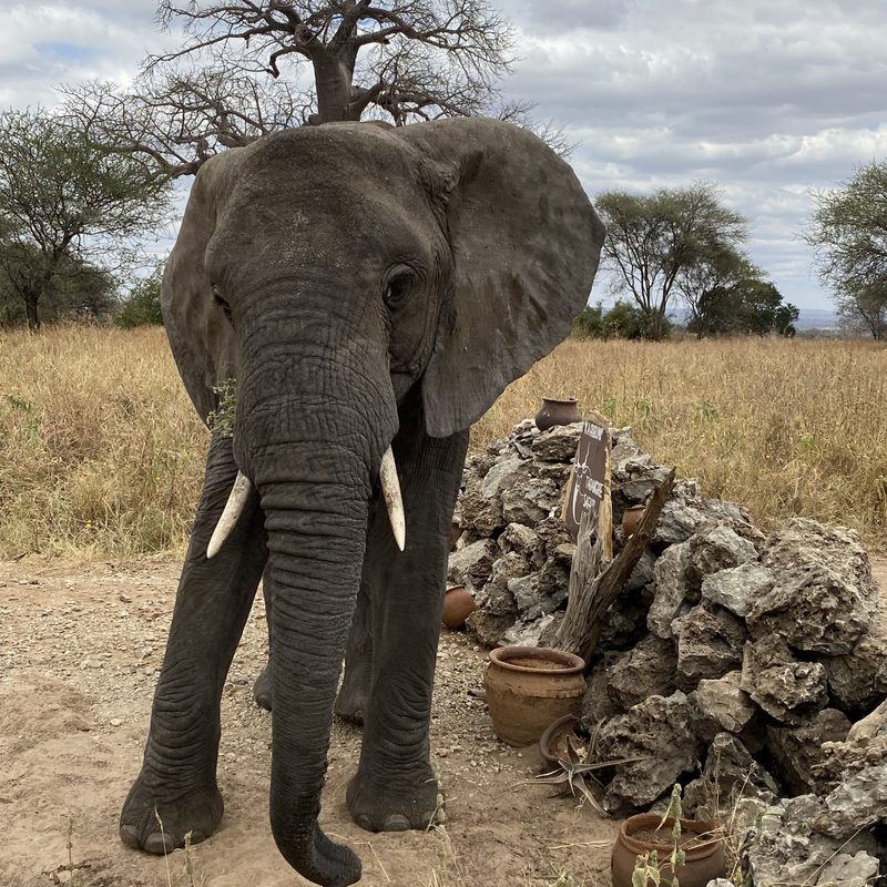 Elephant in Tanzania