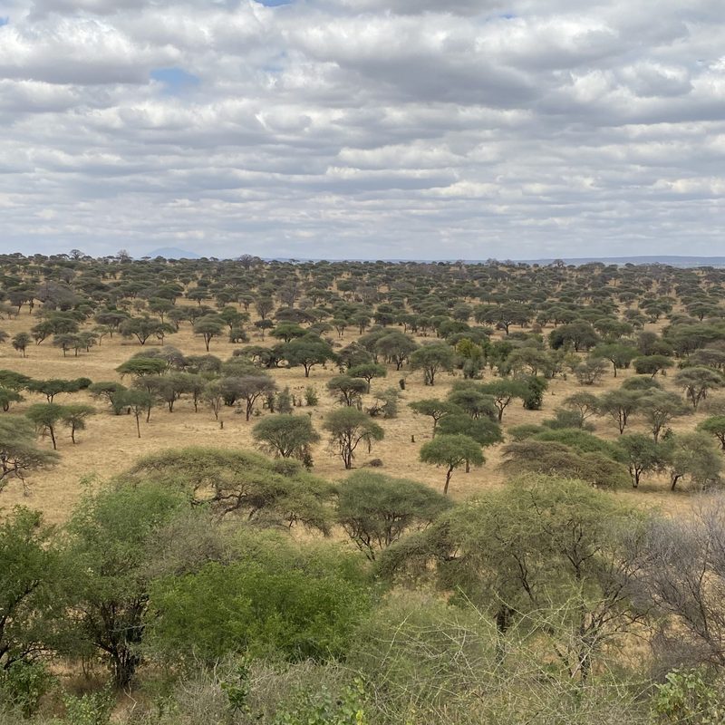 Tanzania landscape