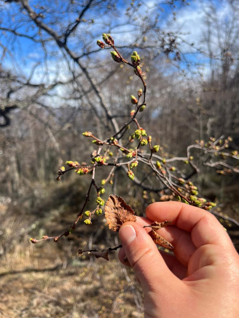 hand holding small leaf