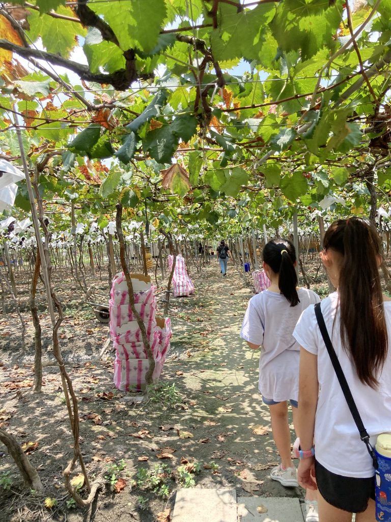 students walk local Taiwanese grape farm