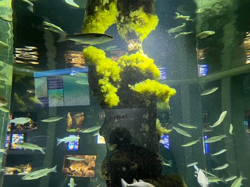 The seagrass sample in the aquarium