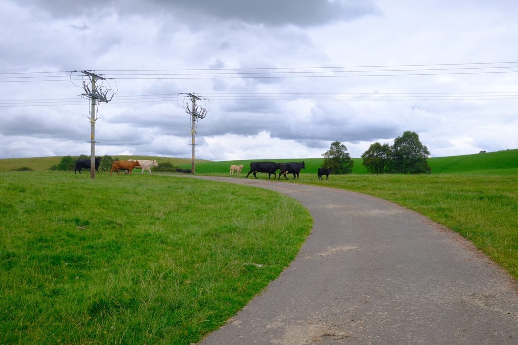 Cows in cambridge on the road